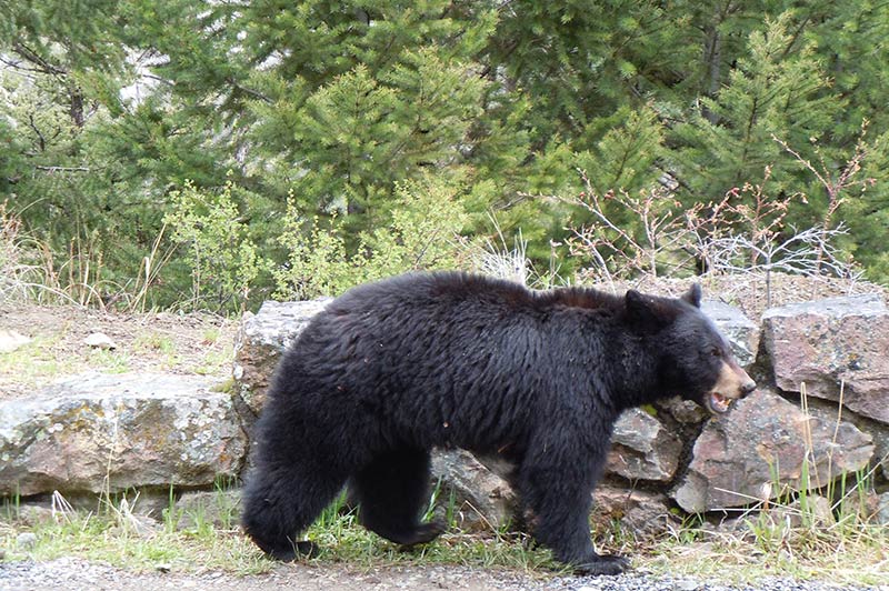 bear-1-yellowstone-tour-1356-from-los-angeles