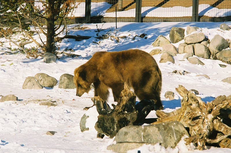 bear-in-yellowstone-tour-1386