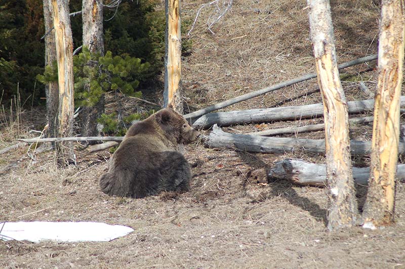 bear-in-yellowstone-tour-1388-from-los-angeles