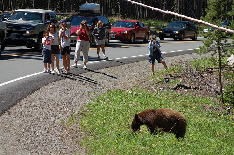 bear-yellowstone-tour-1336-from-slc