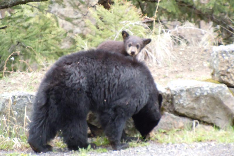 bear-yellowstone-tour-1384-from-west-yellowstone