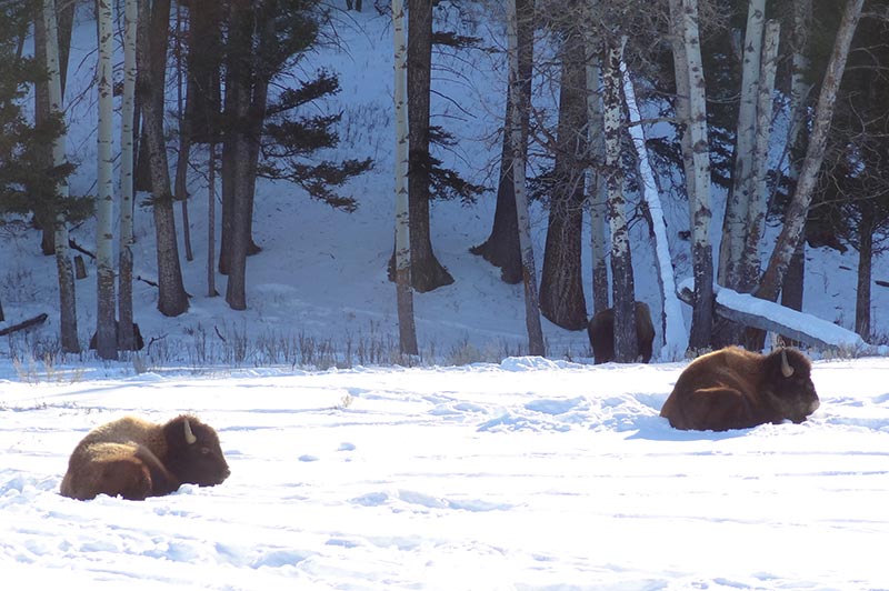 bison-1-yellowstone-tour-1384-from-west-yellowstone