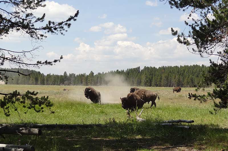 bison-1-yellowstone-tour-1388-from-los-angeles