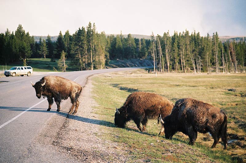 bison-2-yellowstone-tour-1356-from-los-angeles