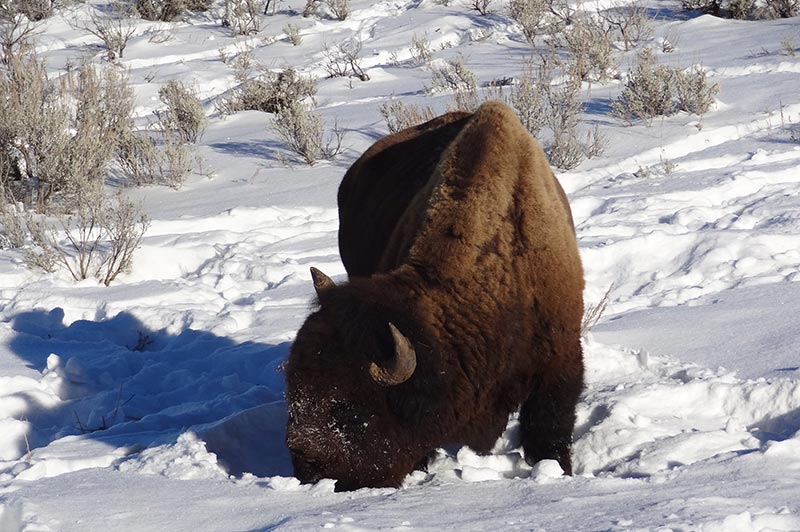 bison-2-yellowstone-tour-1384-from-west-yellowstone