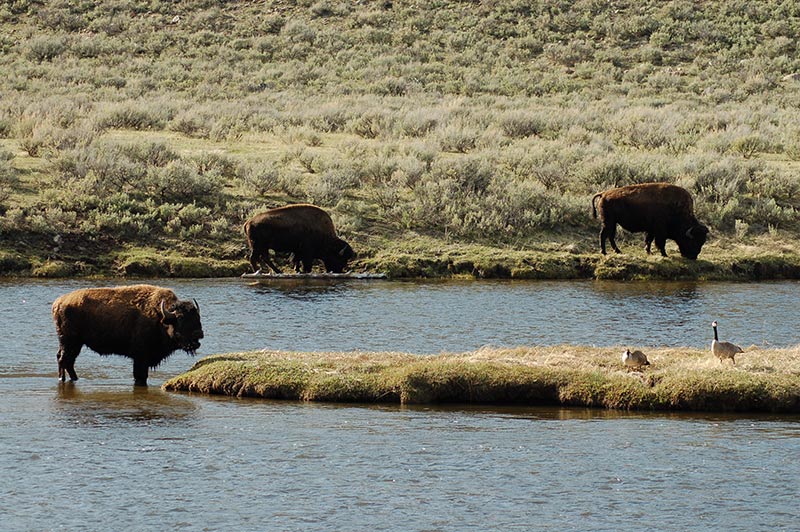 bison-in-yellowstone-tour-1386