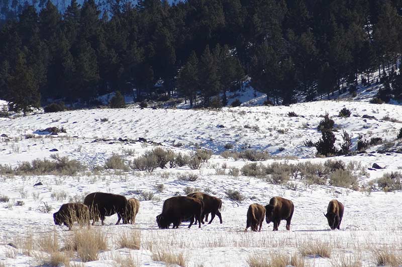 bison-in-yellowstone-tour-1388-from-los-angeles