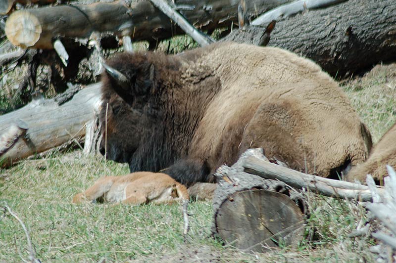 bison-yellowstone-tour-1356-from-los-angeles