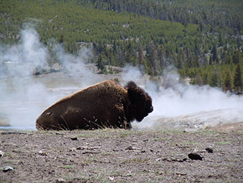 yellowstone national park tours from salt lake city