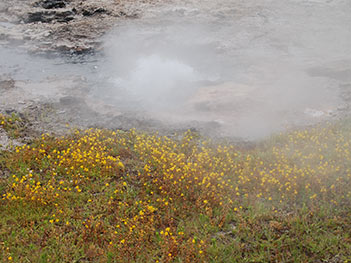 yellowstone national park tours from salt lake city