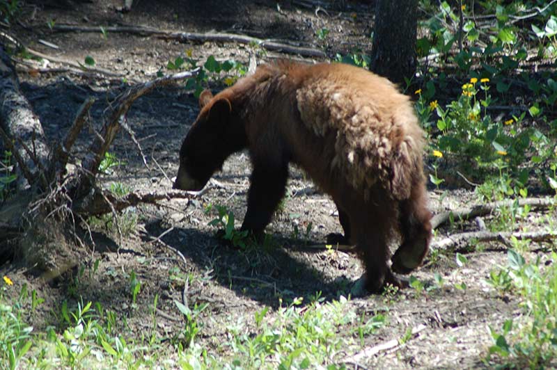 yellowstone-bear-1-tour-1312-from-vegas