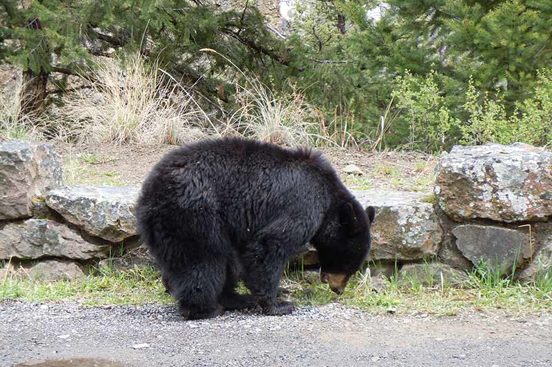 60 hour Yellowstone tour from Las Vegas - Yellowstone Tours