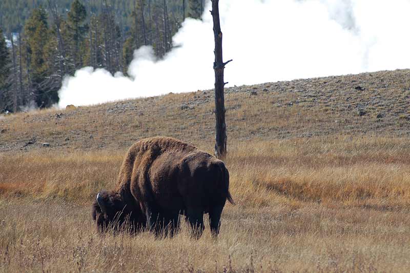 yellowstone-bison-background-geyser-tour-1357-from-vegas