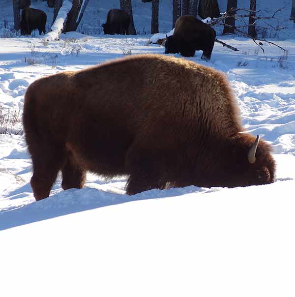 Yellowstone bison in snow