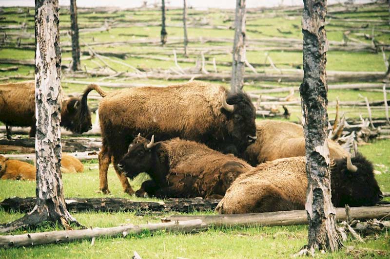 yellowstone-bison-tour-1312-from-vegas