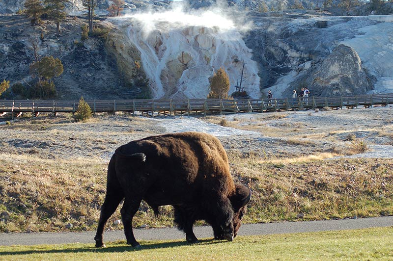 yellowstone-bison-tour-1313-from-los-angeles