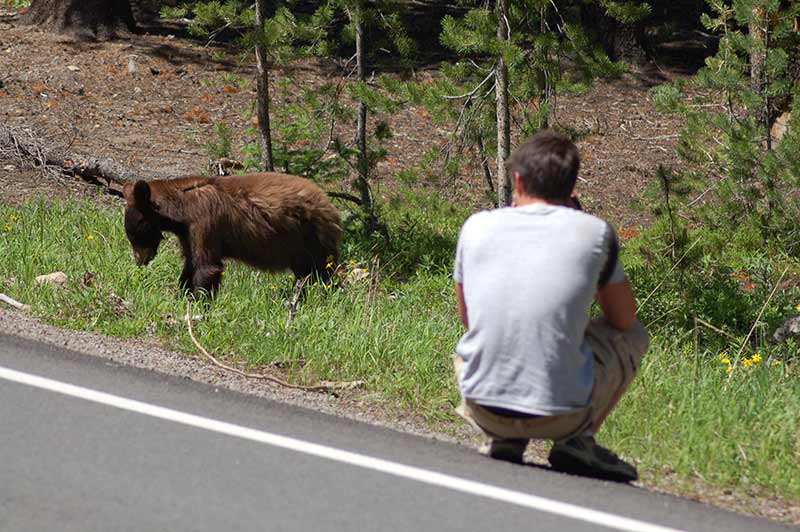 yellowstone-man-taking-bear-photo-while-on-tour-from-las-vegas
