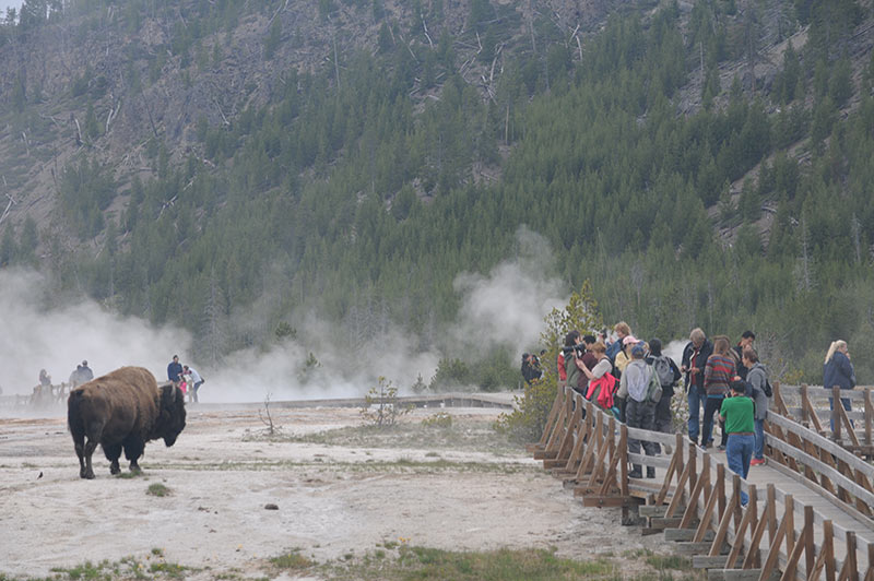 yellowstone-people-taking-photos-of-bison-tour-from-los-angeles