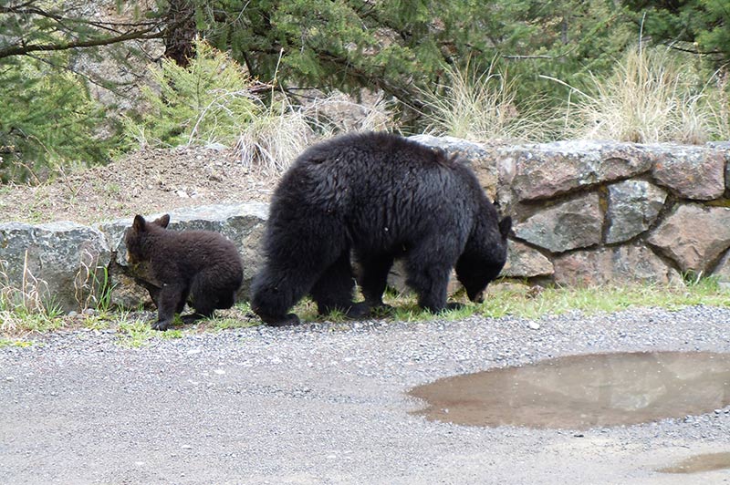 yellowstone-tour-from-slc-1193-bear-1