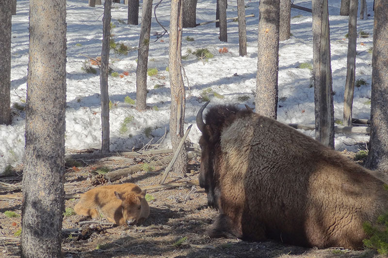 yellowstone-tour-from-slc-1193-bison