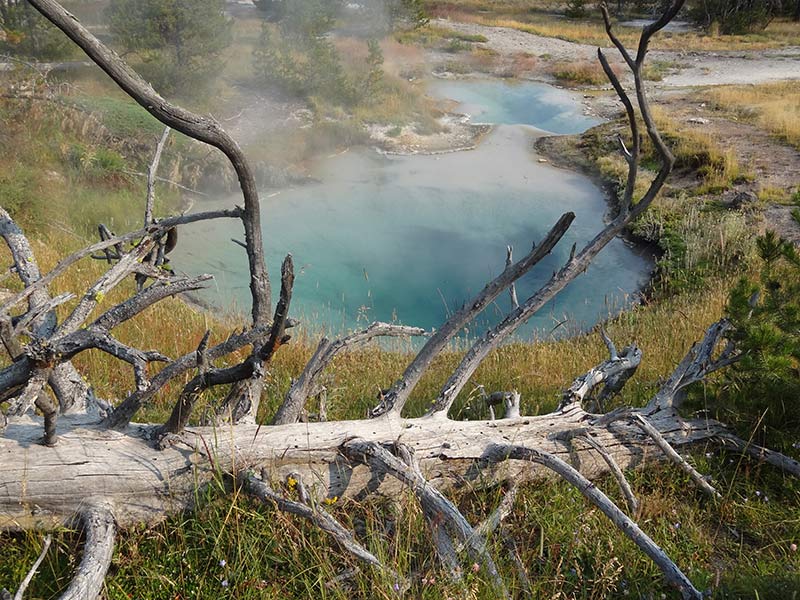 fallen-tree-in-yellowstone-beautiful-view-1401