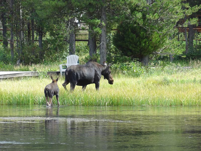 moose-in-yellowstone-green-scenery-1401