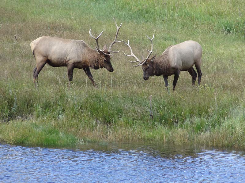 two-elks-in-yellowstone-1399