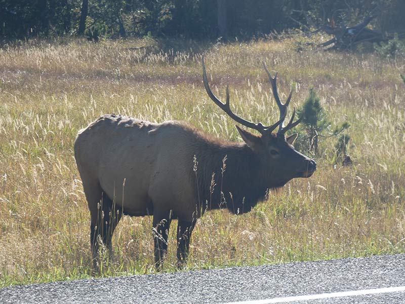 yellowstone-beautiful-elk-1397