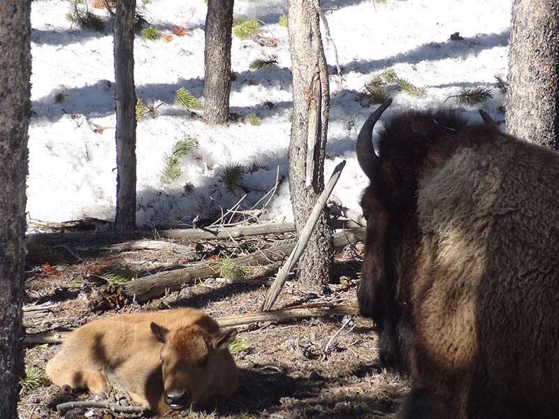 yellowstone-bison-1402