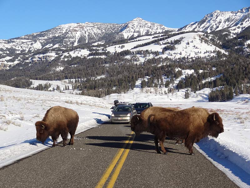 yellowstone-bison-in-winter-season-1406