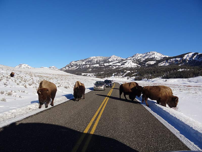 yellowstone-bison-on-road-in-winter-season-1398
