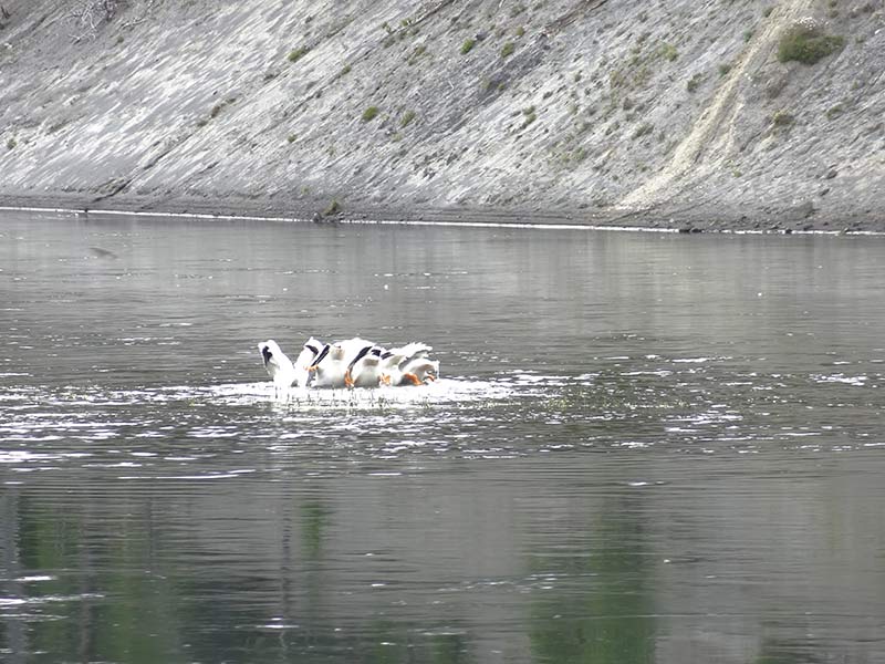 yellowstone-ducks-in-river-1401