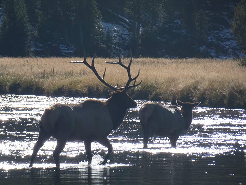 yellowstone-elks-1402