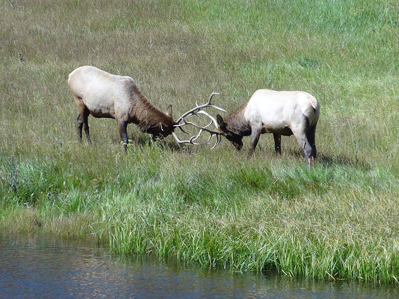 yellowstone-elks-1404