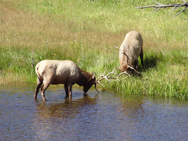 yellowstone-elks-and-green-view-1403