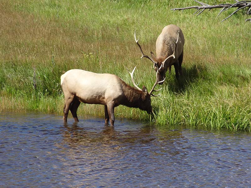 yellowstone-elks-in-greenery-1405