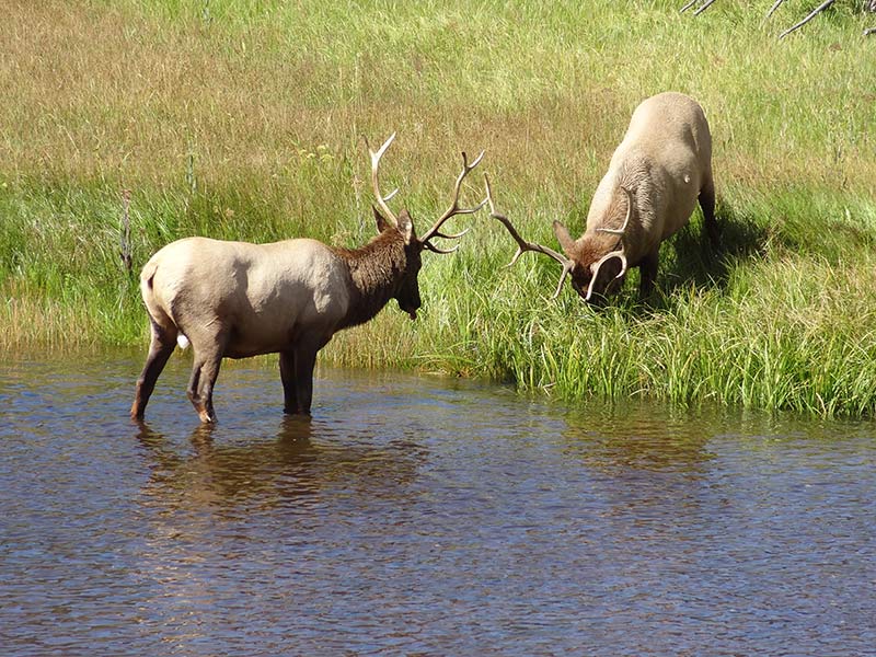 yellowstone-elks-in-summer-1398