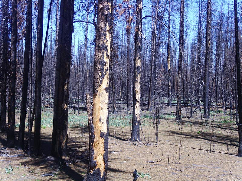 yellowstone-forest-1400