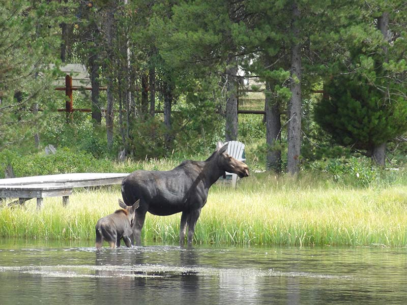 yellowstone-moose-in-green-forests-1406