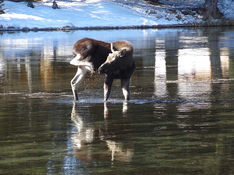 yellowstone-moose-in-water-1404