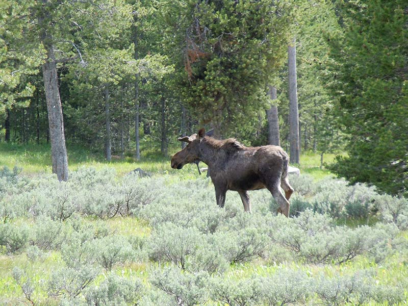 yellowstone-moose-standing-in-green-forest-1398