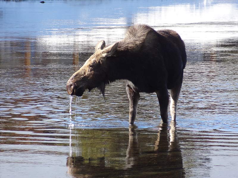 yellowstone-moose-standing-in-water-1399