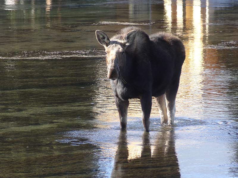 yellowstone-moose-standing-in-water-1402