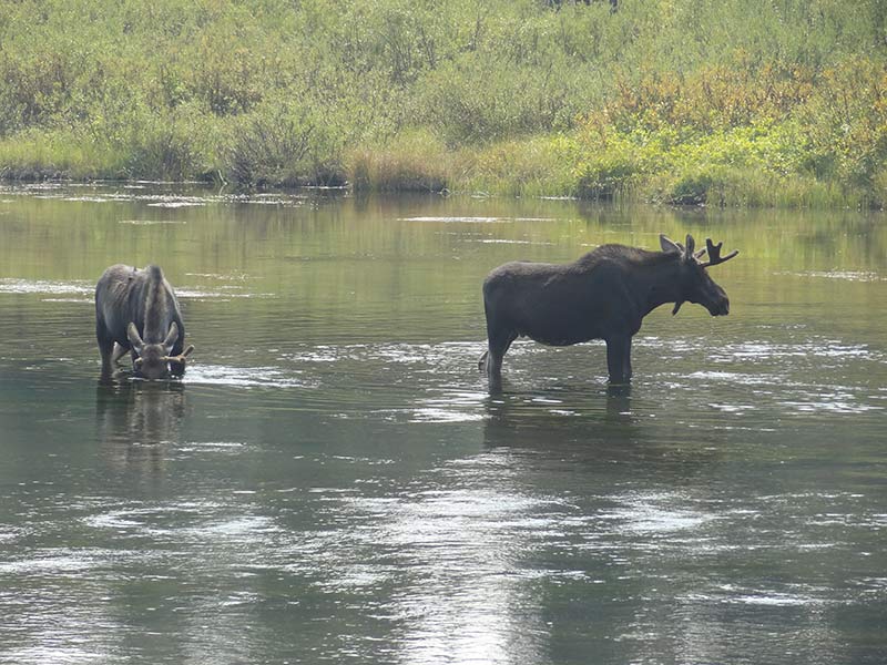 yellowstone-moose-standing-in-water-1405