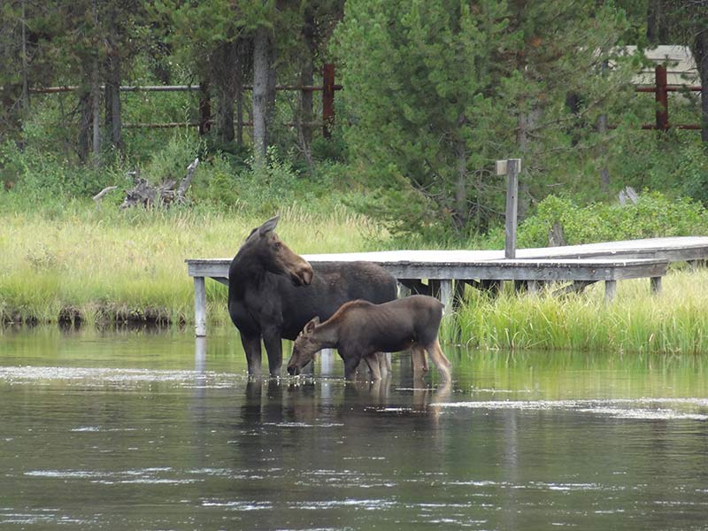 yellowstone-moose-standing-in-water-beautiful-green-view-1403