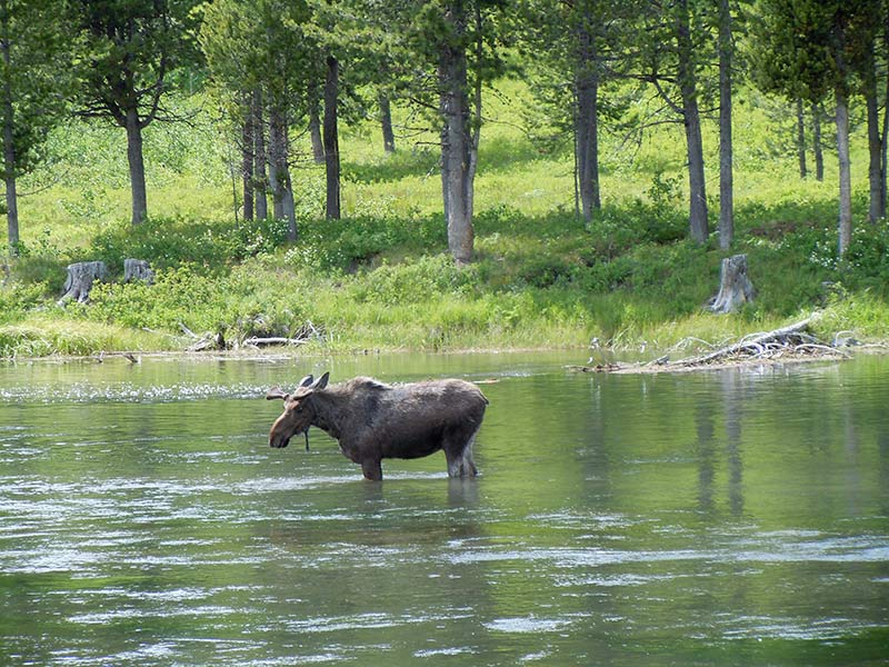 yellowstone-moose-standing-in-water-beautiful-green-view